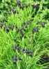 Picture of Iris chrysographes black form