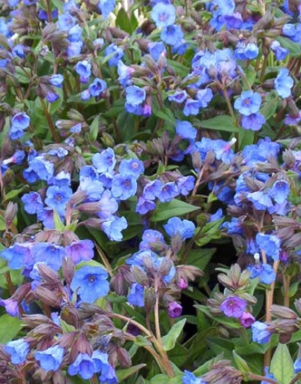 Picture of Pulmonaria 'Blue Ensign'