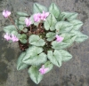 Picture of Cyclamen hederifolium Mostly Silver Leafed