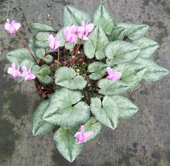 Picture of Cyclamen hederifolium Mostly Silver Leafed