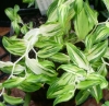 Picture of Disporum sessile 'Goldbug' [Chigger]