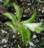 Picture of Disporum sessile 'Goldbug' [Chigger]