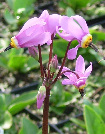 Picture of Dodecatheon meadia 'Queen Victoria'