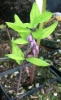 Picture of Polygonatum prattii
