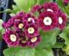 Picture of Primula auricula 'Argus'