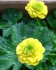 Picture of Ranunculus constantiopolitanus 'Plenus'