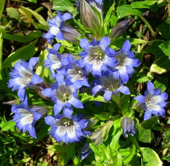 Picture of Gentiana paradoxa-Hybr. 'Blauer Herold'