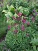Picture of Astrantia major 'Ruby Wedding'