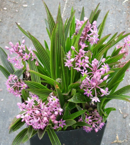 Picture of Ledebouria cooperi
