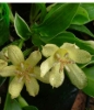 Picture of Tricyrtis ohsumiensis 'Nakatsugawa'