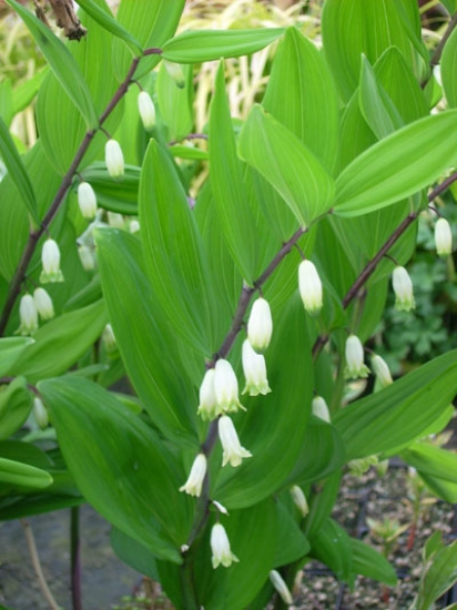 Picture of Polygonatum odoratum 'Chollipo'