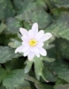 Picture of Anemone keiskeana