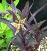 Picture of Epipactis gigantea 'Serpentine Night'