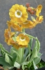 Picture of Primula auricula 'Old Mustard'
