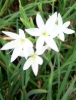 Picture of Schizostylis coccinea 'Alba' larger flower form