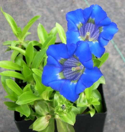 Picture of Gentiana angustifolia-Hybrid 'Scotty'
