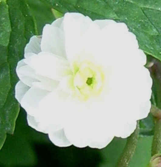 Picture of Ranunculus aconitifolius 'Flore Pleno'