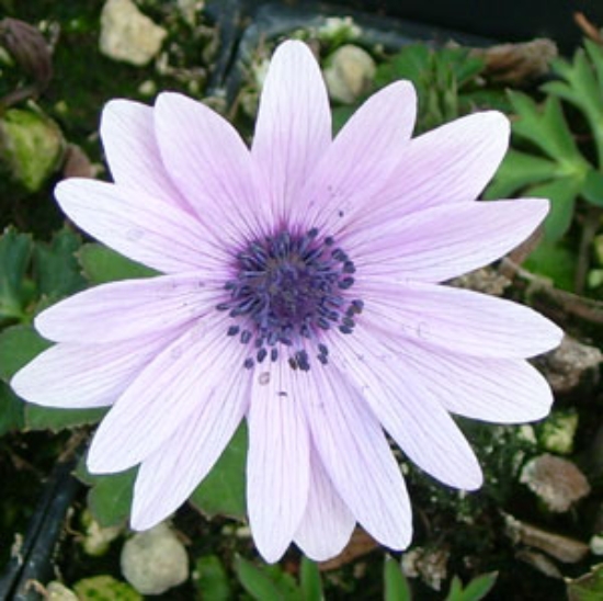Picture of Anemone hortensis Lavender-Pink