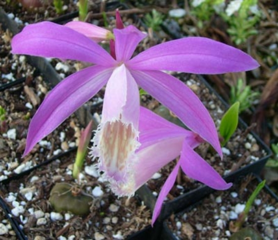 Picture of Pleione formosana