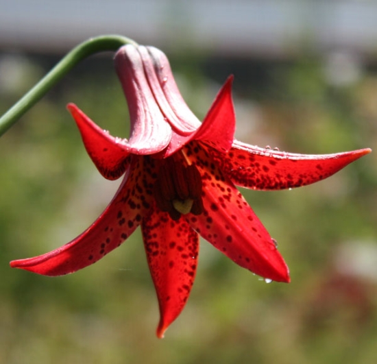 Picture of Lilium canadense var. coccineum   BR
