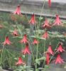 Picture of Lilium canadense var. coccineum   BR
