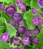 Picture of Primula auricula 'Fred Booley'