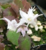 Picture of Epimedium pauciflorum