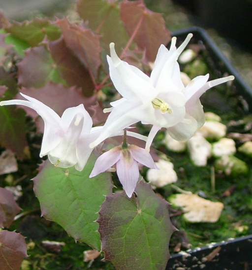 Picture of Epimedium pauciflorum