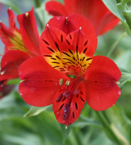 Picture of Alstroemeria 'Red Sensation'