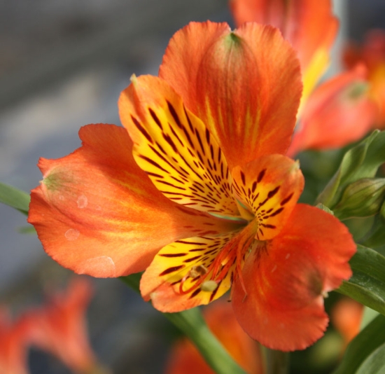 Picture of Alstroemeria 'Inca Tropic'