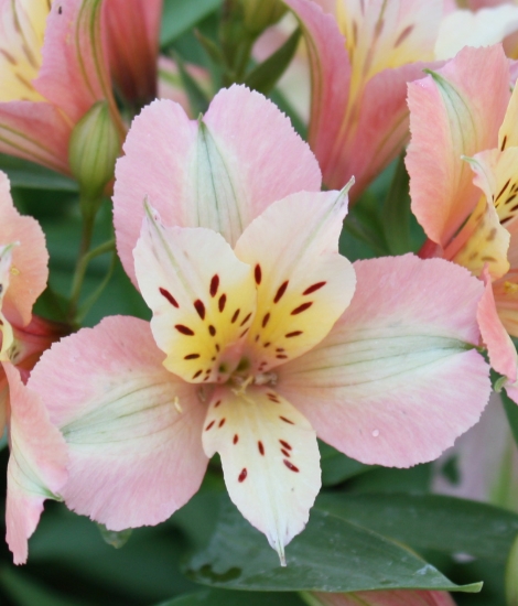 Picture of Alstroemeria 'Inca Ice'