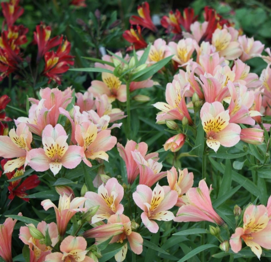 Edelweiss Perennials. Alstroemeria 'Inca Ice'