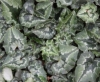 Picture of Cyclamen hederifolium var. confusum