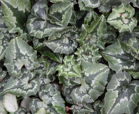 Picture of Cyclamen hederifolium var. confusum