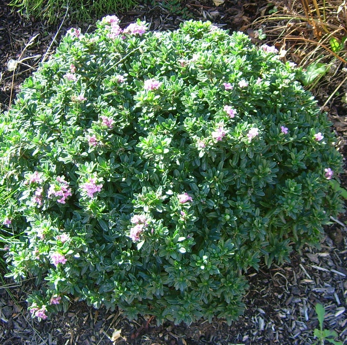 Edelweiss Perennials. Daphne × susannae 'Anton Fahndrich'