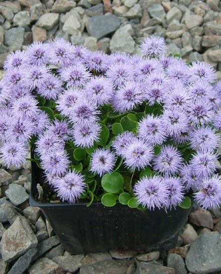 Picture of Globularia incanescens