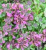 Picture of Teucrium 'Eugen'