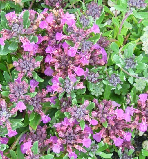 Picture of Teucrium 'Eugen'