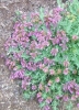 Picture of Teucrium 'Eugen'