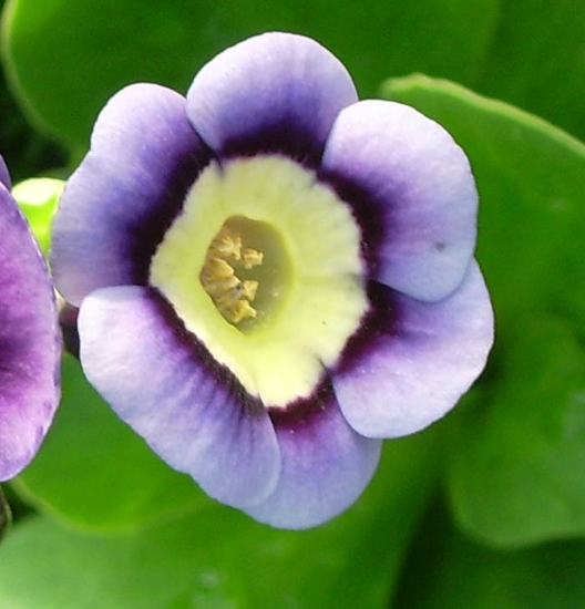 Picture of Primula auricula 'Walton'