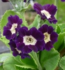 Picture of Primula auricula 'Blue Velvet'