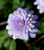 Picture of Anemone apennina 'Plena'
