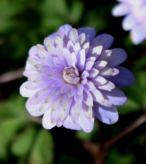Picture of Anemone apennina 'Plena'