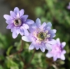 Picture of Anemone apennina 'Plena'