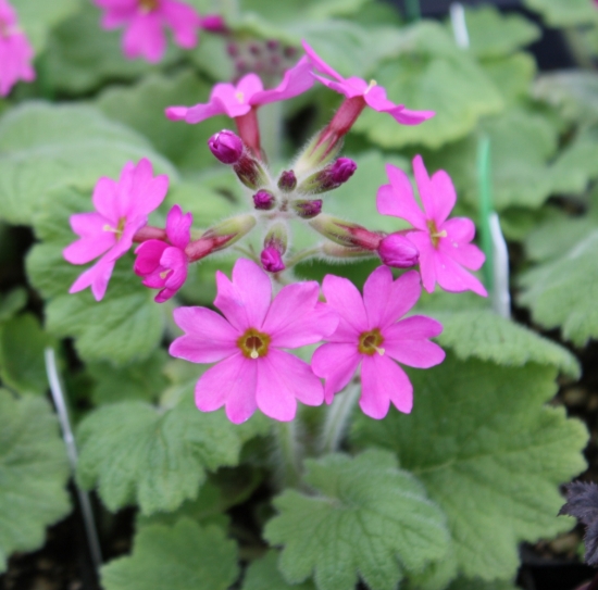 Picture of Primula kisoana