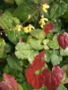 Picture of Epimedium ecalcarata