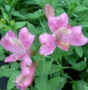 Picture of Alstroemeria Mid Pink