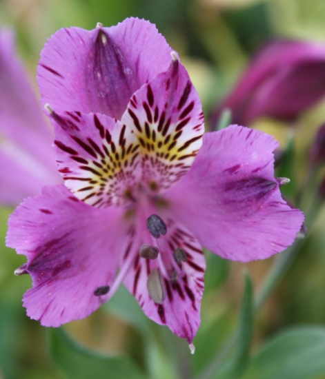 Picture of Alstroemeria purple tall