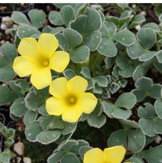 Picture of Oxalis melanosticta 'Ken Aslet'