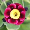 Picture of Primula auricula 'Basuto'